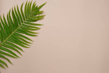 Bej arka planda eğrelti otu yaprağı. Düz yerde, üst tarafta. Boşluğu kopyala