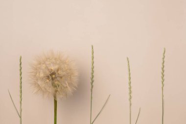 Bej arka planda tuzlanma. Düz yatış, üst görünüm.