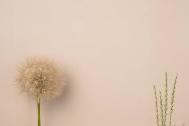 Bej arka planda tuzlanma. Düz yerde, üst tarafta. Boşluğu kopyala