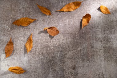 Gri arka planda sonbahar yaprakları. Düz yerde, üst tarafta. Boşluğu kopyala
