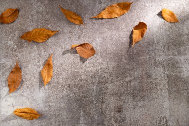 Gri arka planda sonbahar yaprakları. Düz yerde, üst tarafta. Boşluğu kopyala