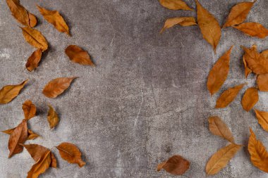 Gri arka planda sonbahar yaprakları. Düz yerde, üst tarafta. Boşluğu kopyala