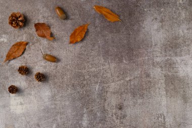 Gri arka planda koni ve meşe palamudu olan sonbahar yaprakları. Düz yerde, üst tarafta. Boşluğu kopyala