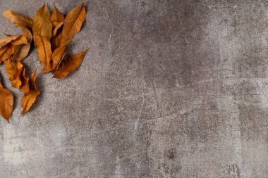 Gri arka planda sonbahar yaprakları. Düz yerde, üst tarafta. Boşluğu kopyala