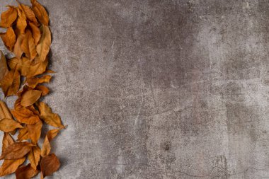 Gri arka planda sonbahar yaprakları. Düz yerde, üst tarafta. Boşluğu kopyala