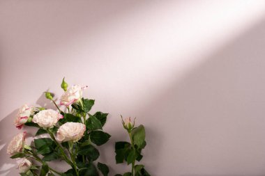 Pembe arka planda bir buket gül. Düz yerde, üst tarafta. Boşluğu kopyala