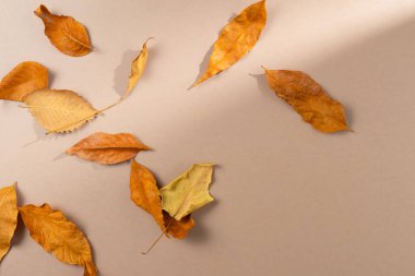 Bej arka planda yaprakları olan sonbahar arkaplanı. Üst görünüm, alanı kopyala