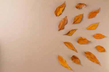 Bej arka planda yaprakları olan sonbahar arkaplanı. Üst görünüm, alanı kopyala