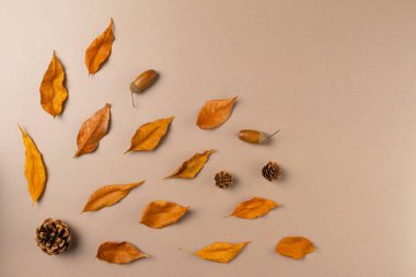 Bej arka planda yaprakları olan sonbahar arkaplanı. Üst görünüm, alanı kopyala