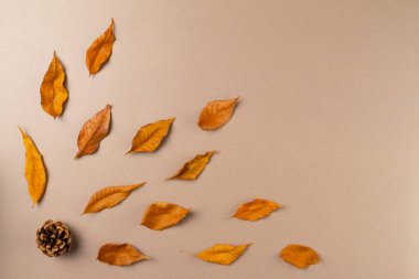 Bej arka planda yaprakları olan sonbahar arkaplanı. Üst görünüm, alanı kopyala