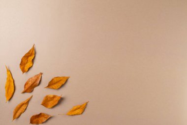 Bej arka planda yaprakları olan sonbahar arkaplanı. Üst görünüm, alanı kopyala