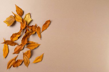 Bej arka planda yaprakları olan sonbahar arkaplanı. Üst görünüm, alanı kopyala