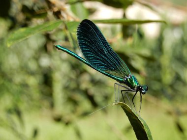 Yeşil yapraklı yusufçuk.