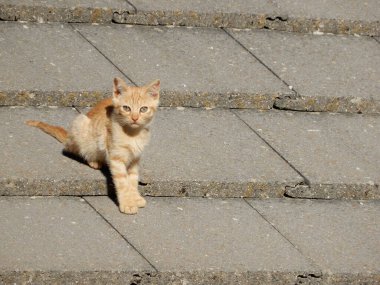Çatıdaki sevimli kedi yavrusu.