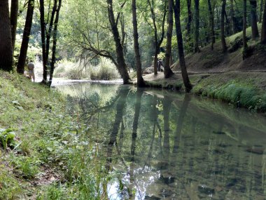 Ormandaki küçük nehir