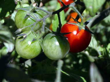 Kırmızı ve yeşil domates ile şube