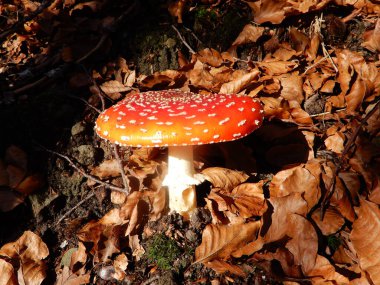 Amanita ormanda.
