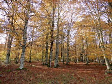 Sonbaharda parlak orman ağaçları