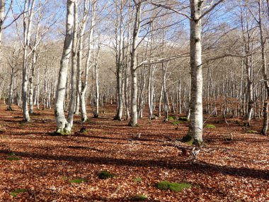 Sonbaharda parlak orman ağaçları
