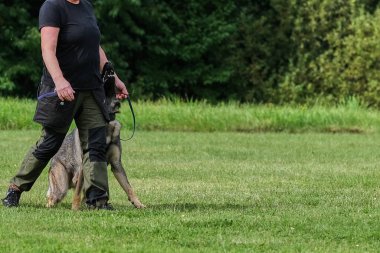 İsveç 'te koruma eğitimi sırasında Alman çoban köpeği