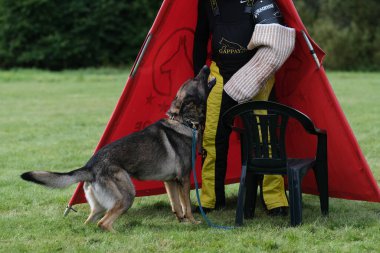 İsveç 'te koruma eğitimi sırasında Alman çoban köpeği