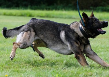 İsveç 'te koruma eğitimi sırasında Alman çoban köpeği