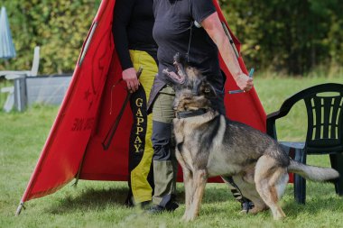 İsveç 'te koruma eğitimi sırasında Alman çoban köpeği