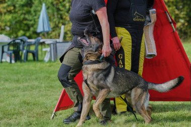 İsveç 'te koruma eğitimi sırasında Alman çoban köpeği