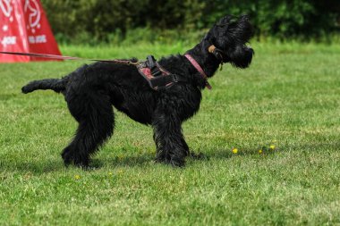 İsveç 'teki koruma eğitimi sırasında dev Schnauzer.