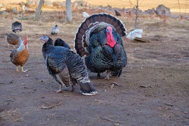 İsveç 'in Vaestra Goetaland kentindeki Skaraborg' da güneşli bir günde çiftlikte tavuk ve hindi besliyorlar.