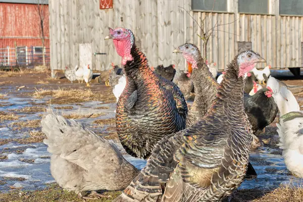 Free-range chickens and turkeys on a farm in Skaraborg in Vaestra Goetaland in Sweden on a sunny day