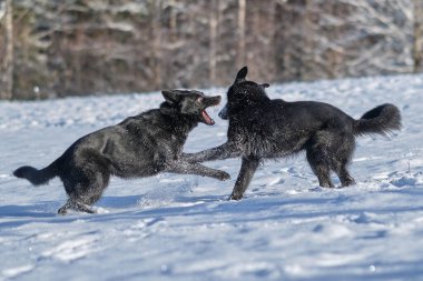Şubat ayında İsveç 'in Vestra Goetaland kentindeki Skaraborg' da güneşli bir günde iki siyah Alman çoban köpeği karlı bir çayırda oynarlar.