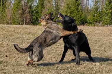 Güneşli bir günde, İsveç 'in Vaestra Goetaland kentindeki Skaraborg' da Bredebolet 'te bir çayırda oynayan siyah ve gri bir Alman çoban köpeği.