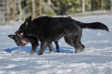 Şubat ayında İsveç 'in Vestra Goetaland kentindeki Skaraborg' da güneşli bir günde iki siyah Alman çoban köpeği karlı bir çayırda oynarlar.