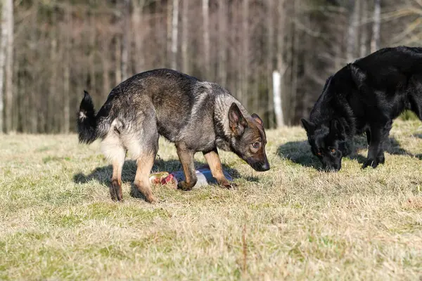 A black and a gray German Shepherd dog eat lamb offal in a meadow on a sunny day in Bredebolet in Skaraborg in Vaestra Goetaland in Sweden
