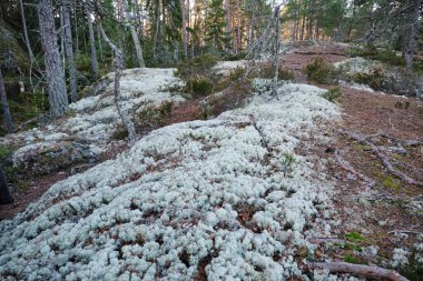 İsveç 'in Vaestra Goetaland şehrindeki Skaraborg ormanında yerde ren geyiği yosunu.