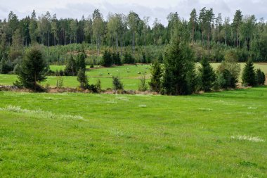 İsveç 'in Vaestra Goetaland şehrindeki Skaraborg' da güneşli bir günde otlayan koyunlar var.
