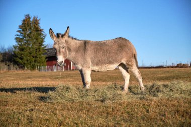 İsveç 'in Vaestra Goetaland şehrindeki Skaraborg' da güneşli bir günde gri bir eşek otlakta yemek yer.