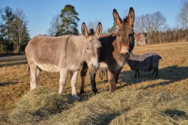 Güneşli bir günde, İsveç 'in Vaestra Goetaland şehrindeki Skaraborg otlağında gri bir eşek ve kahverengi bir eşek yemek yer.