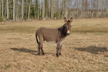 İsveç 'in Vaestra Goetaland kentindeki Skaraborg' da güneşli bir günde kahverengi bir eşek otlakta yemek yer.