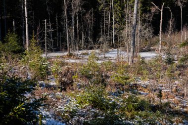 İsveç 'in Vestra Goetaland şehrinde, Bredebolet, Skaraborg' daki ormandaki donmuş gölet.