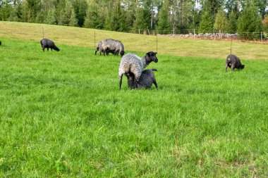 İsveç 'in Vaestra Goetaland şehrindeki Skaraborg' da güneşli bir günde otlayan koyunlar var.