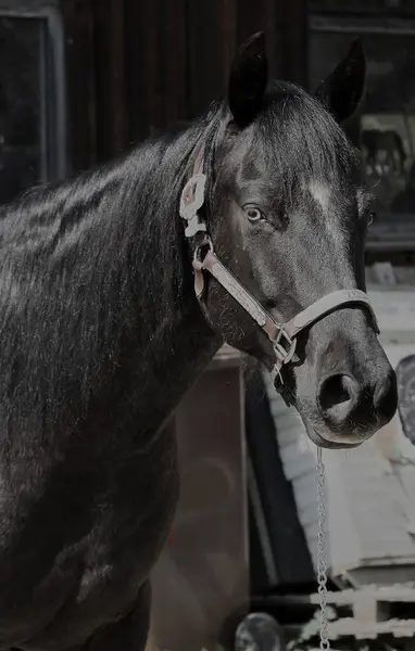 A beautiful black Quarter Horse mare with a black eye in Habertsweiler in the Stauden in Germany on a sunny day