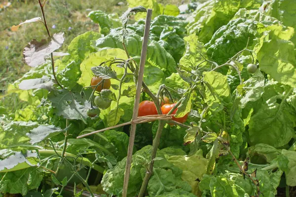Greenhouse with tomato plants and tomatoes in Bredebolet in Skaraborg in Vaestra Goetaland in Sweden