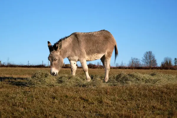 A brown donkey eats in the pasture in Skaraborg in Vaestra Goetaland in Sweden on a sunny day