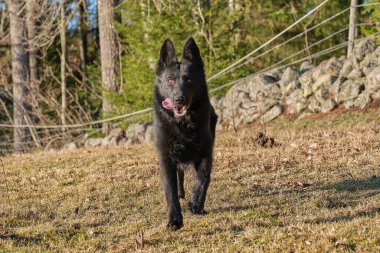 Güneşli bir günde İsveç kırsalındaki bir çayırda koşan güzel siyah Alman kurt köpeği.