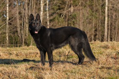 Güneşli bir günde İsveç kırsalındaki bir çayırda yaşayan güzel siyah Alman çoban köpeği.