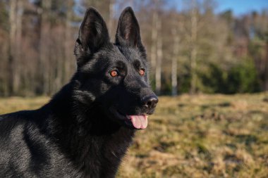 Güneşli bir günde İsveç kırsalındaki bir çayırda yaşayan güzel siyah Alman çoban köpeği.