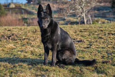 Güneşli bir günde İsveç kırsalındaki bir çayırda yaşayan güzel siyah Alman çoban köpeği.