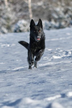 İsveç 'in Skaraborg kentindeki Bredebolet' te güneşli bir günde güneşli bir günde, karlı bir çayırda koşan güzel siyah Alman çoban köpeği.